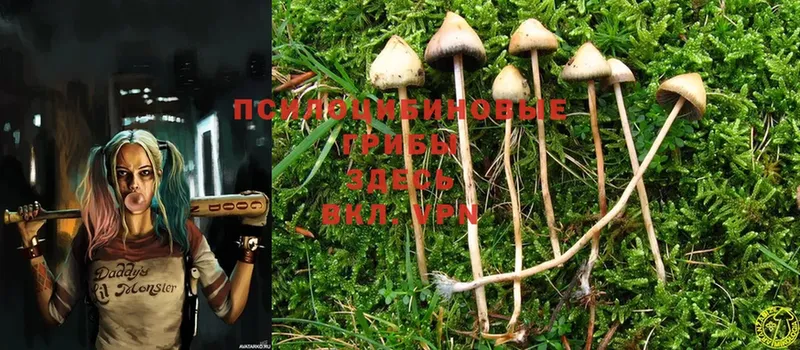 Галлюциногенные грибы Psilocybine cubensis  где купить наркоту  Кущёвская 